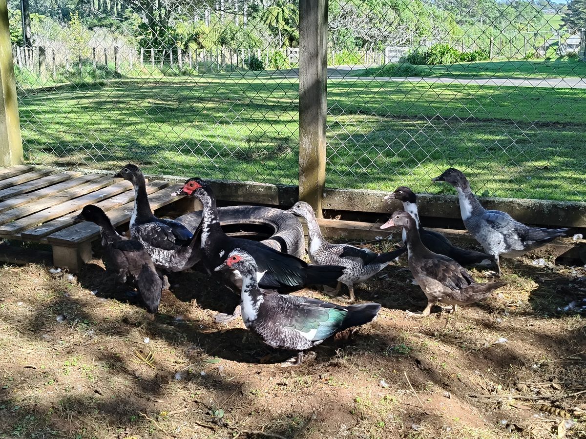 Gallery image: Duck 4