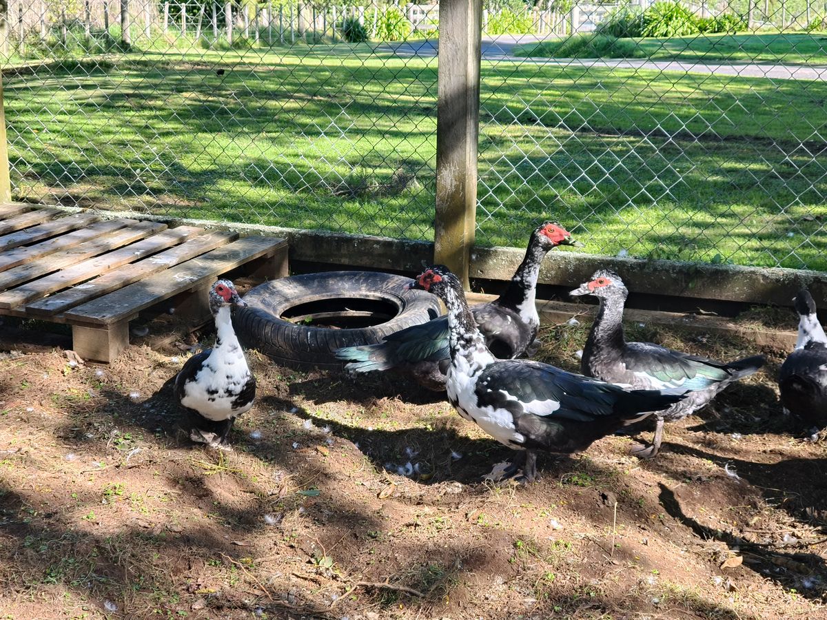 Gallery image: Duck 8