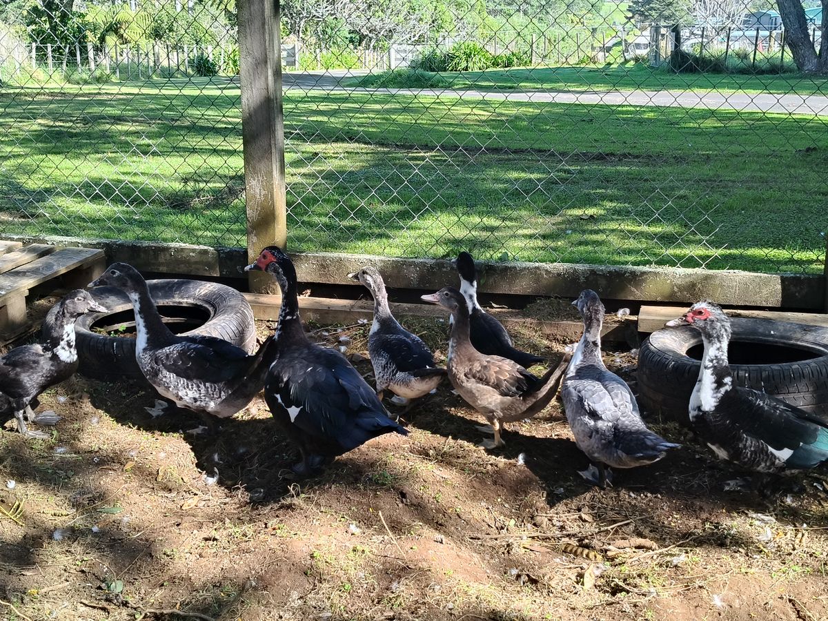 Gallery image: Duck 9