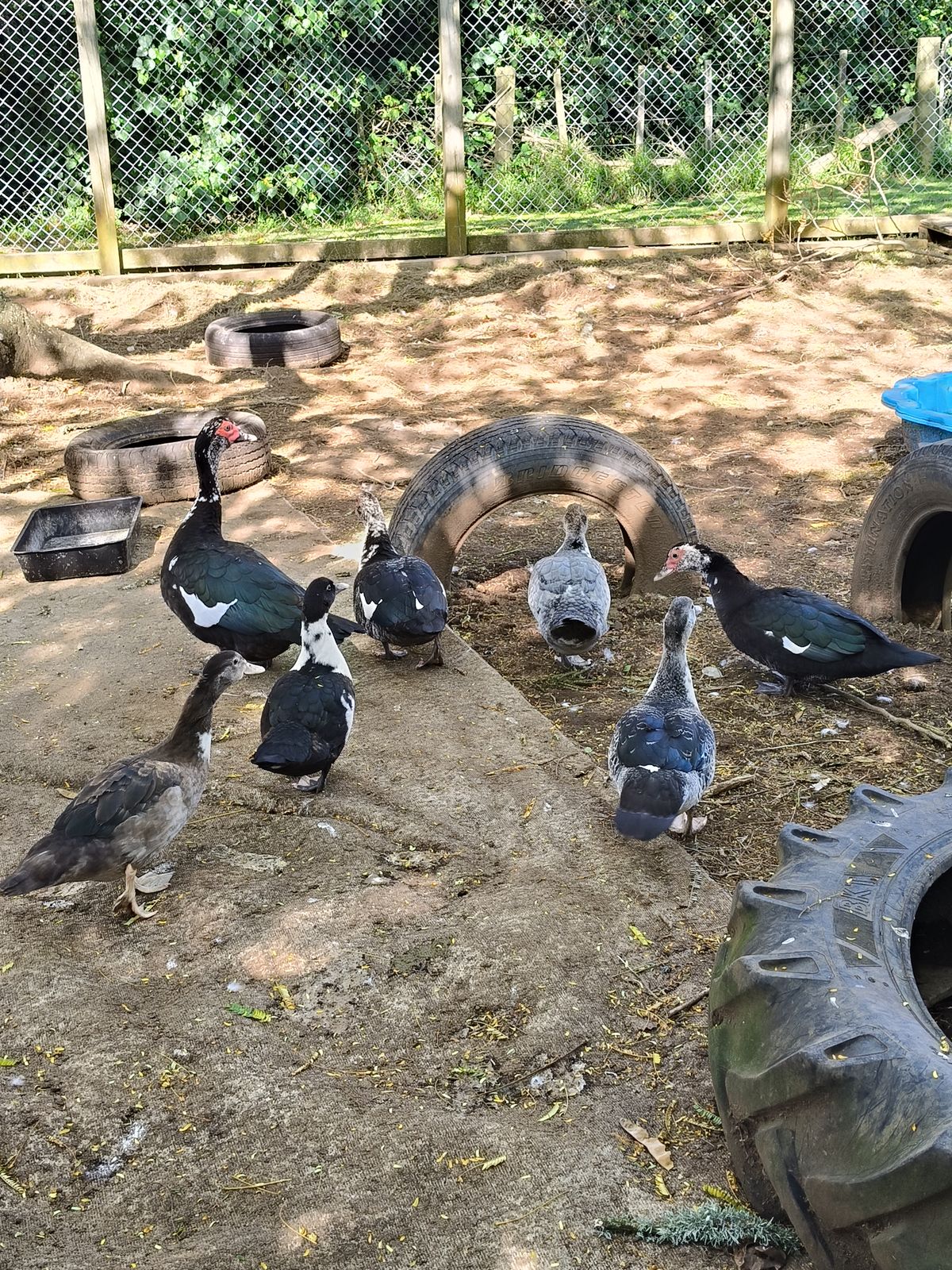 Gallery image: Duck 11