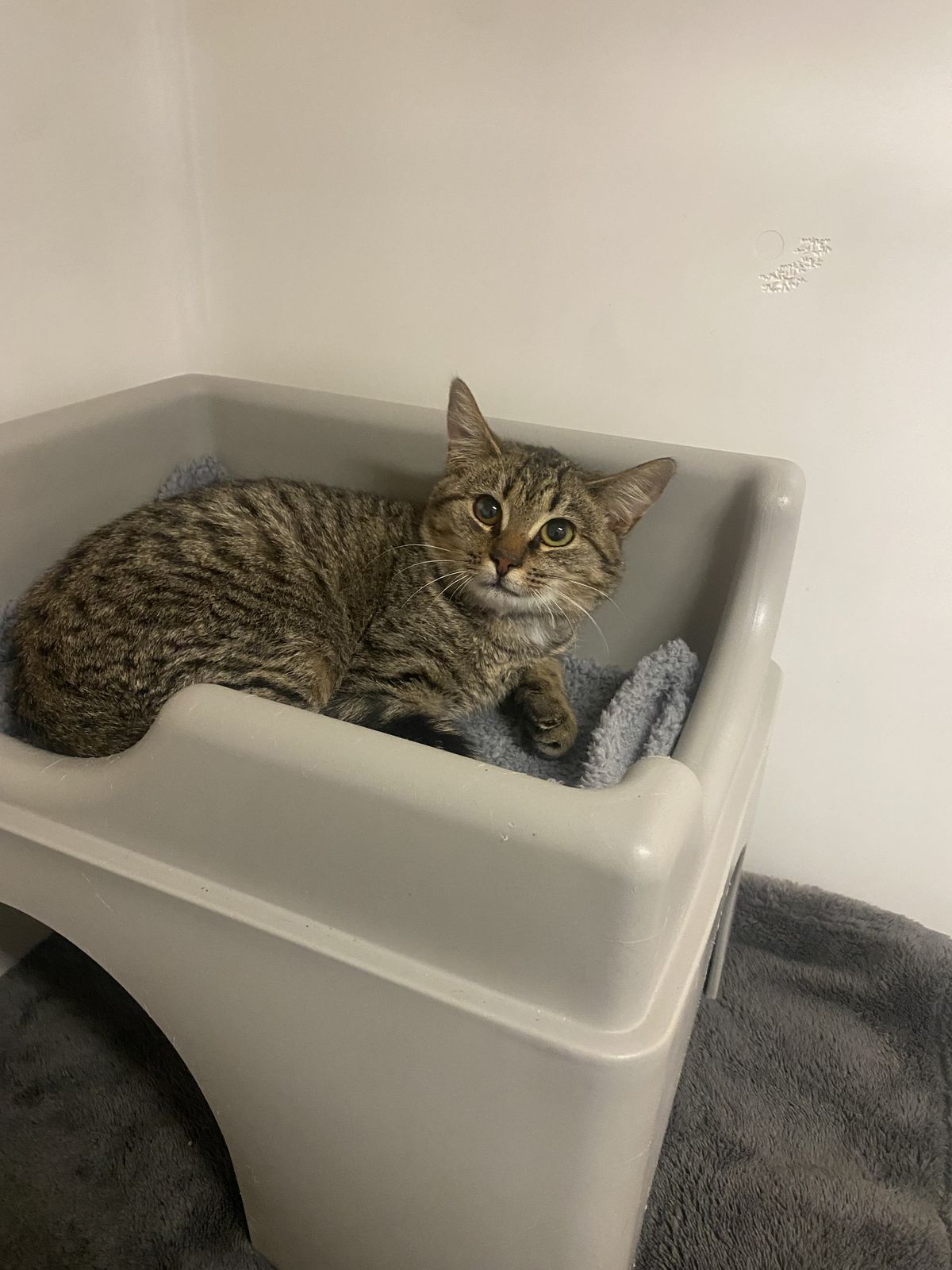 Gallery image: Ringo