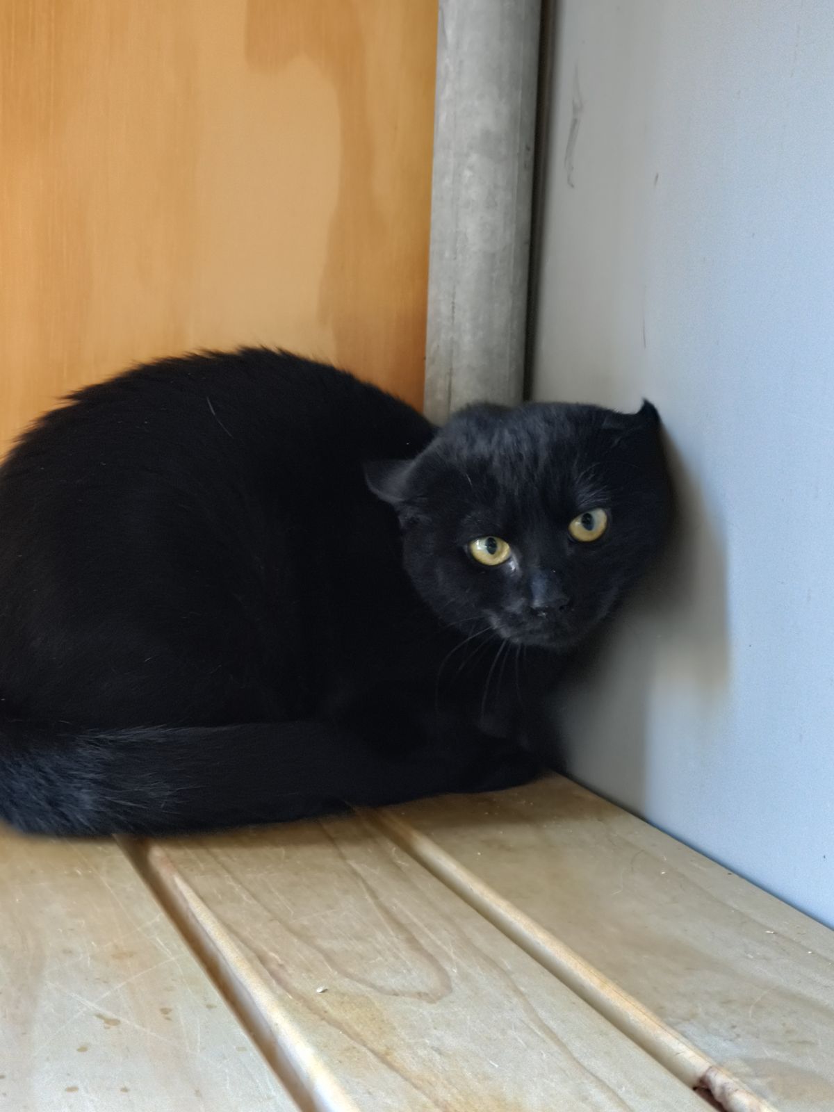 Gallery image: Sprite