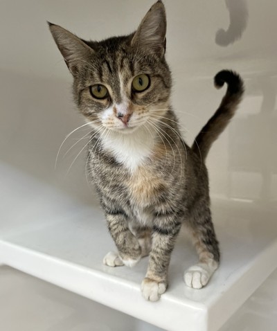 Gem - Domestic Short Hair