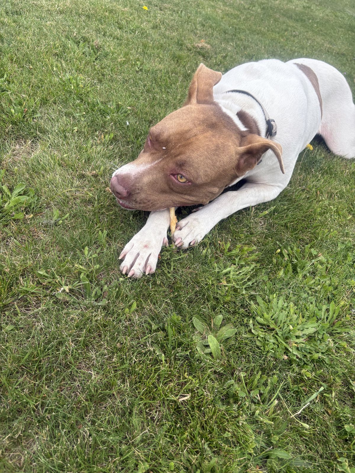 Gallery image: Cookie