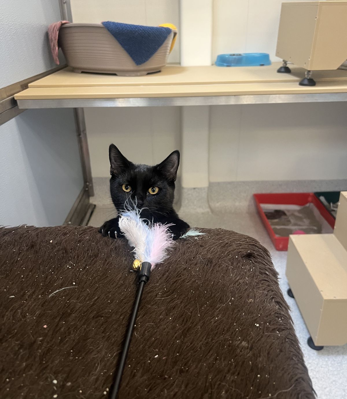 Gallery image: Tilly 