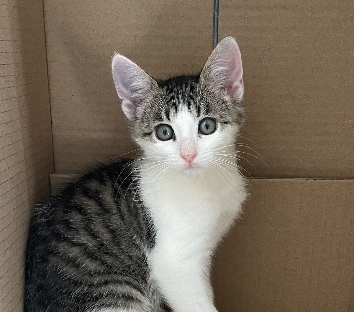 Gallery image: Sonny