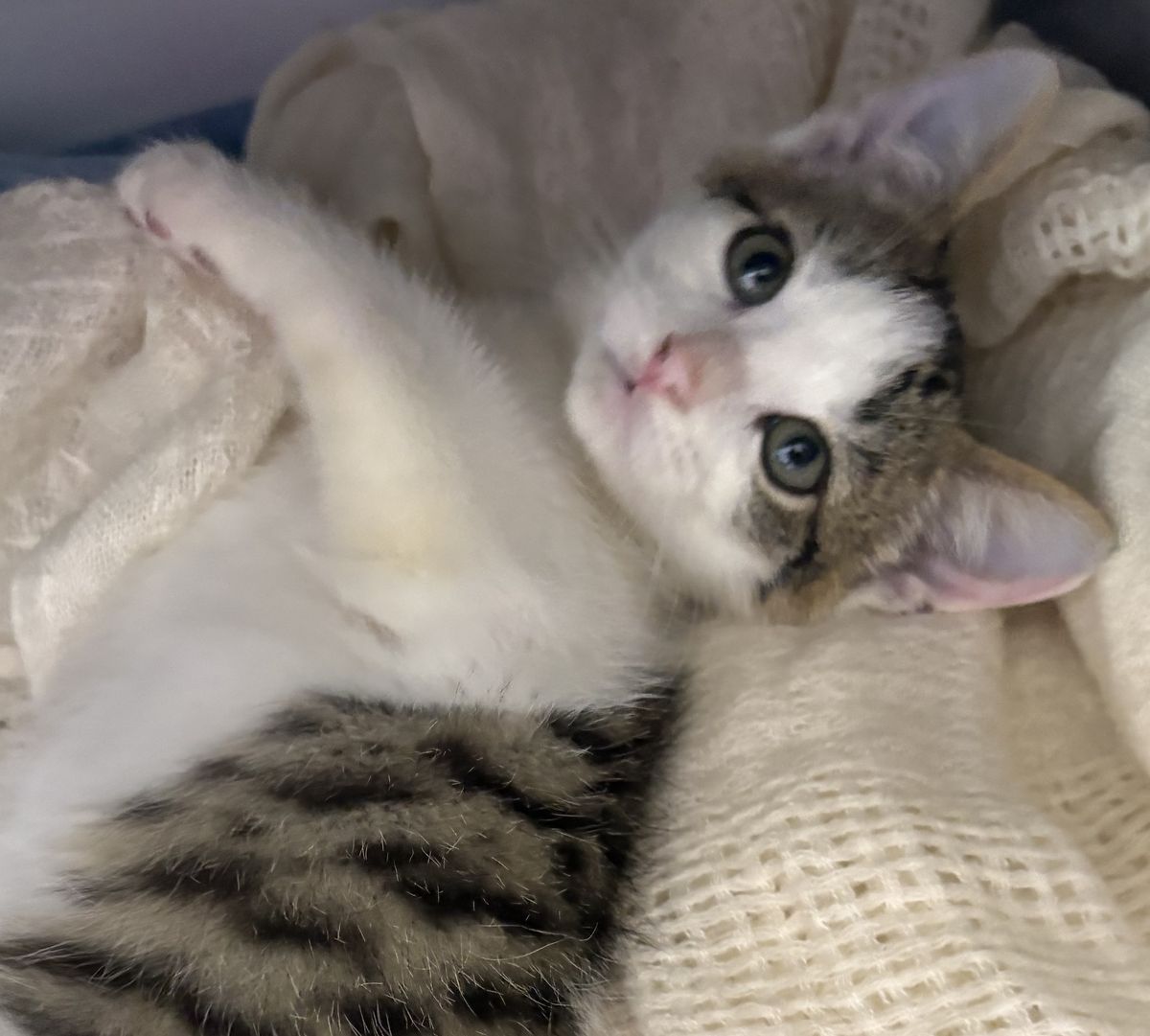 Gallery image: Forest