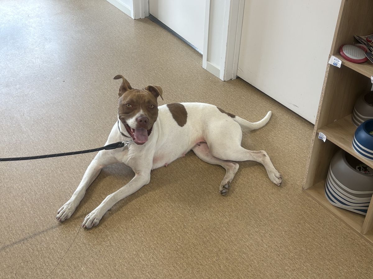 Gallery image: Cookie