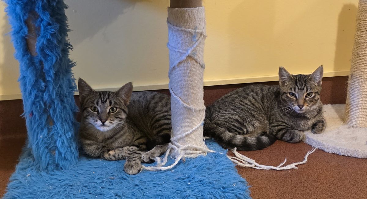 Gallery image: Wasabi