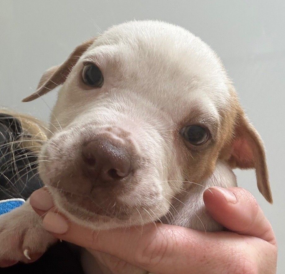 Gallery image: Paige