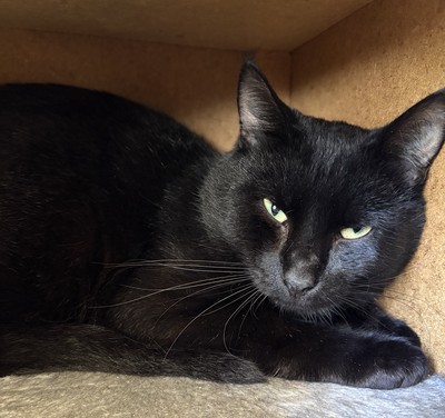 Errol - Domestic Short Hair