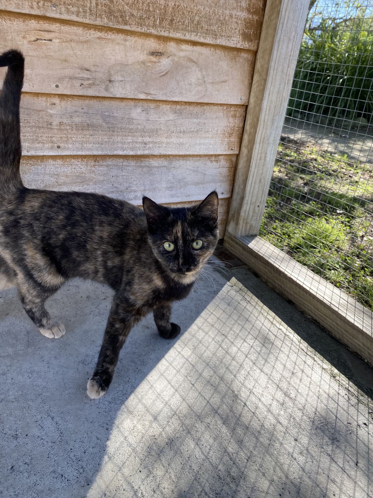 Gallery image: Eggnog