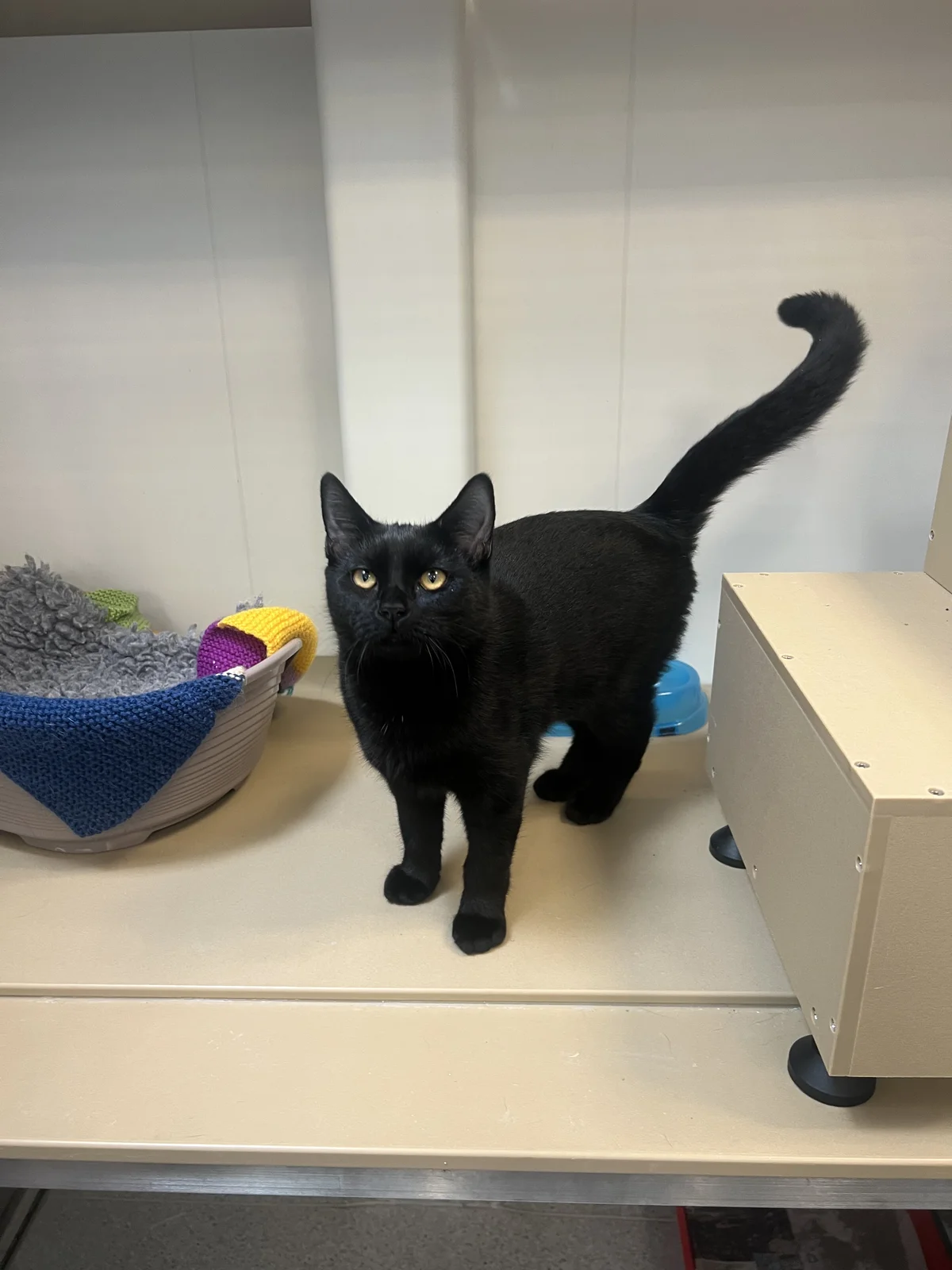 Gallery image: Tilly 