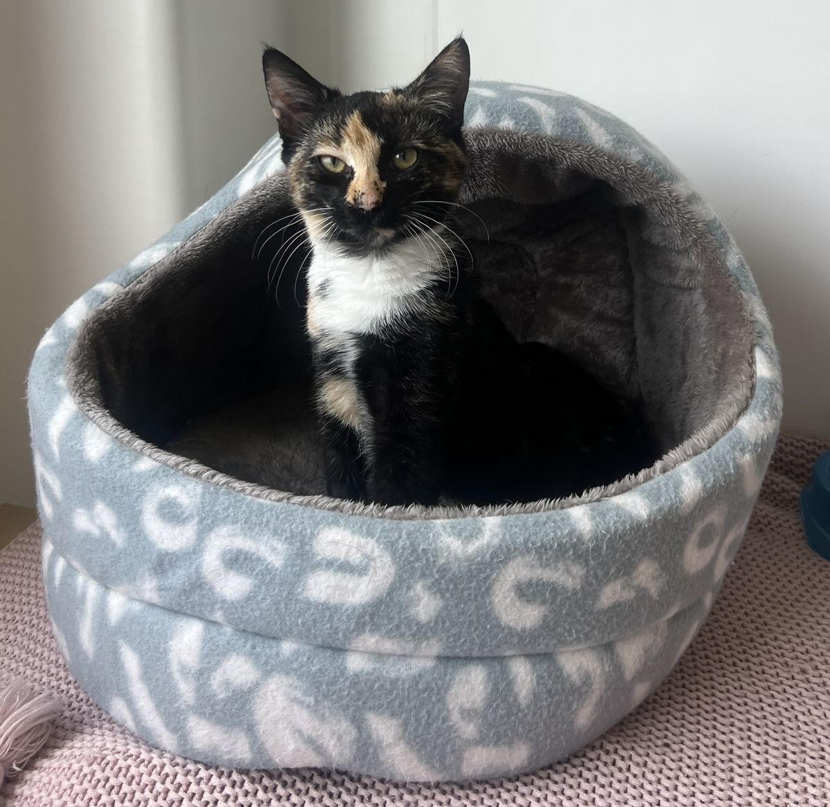 Gallery image: Tulip