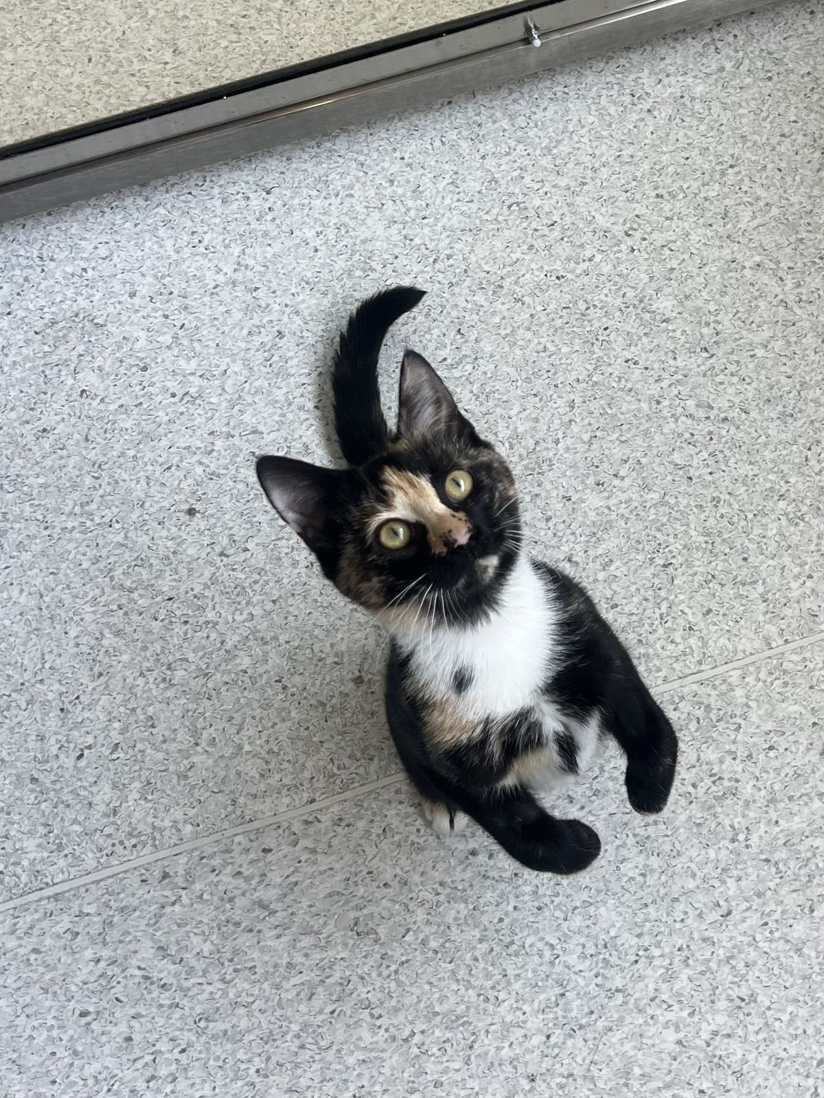 Gallery image: Tulip