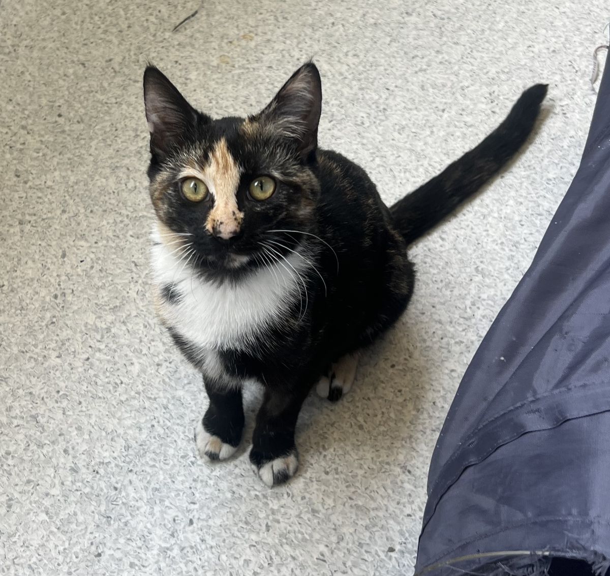 Gallery image: Tulip