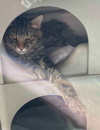 Lex Luther - Domestic Medium Hair
