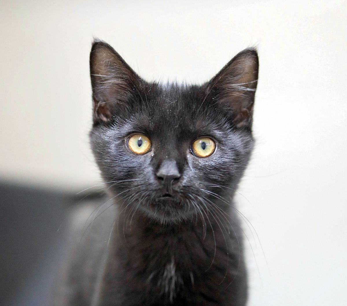 Gallery image: Noodle