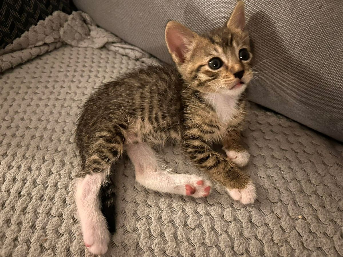 Gallery image: Munchkin