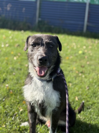 Spike - Bearded Collie