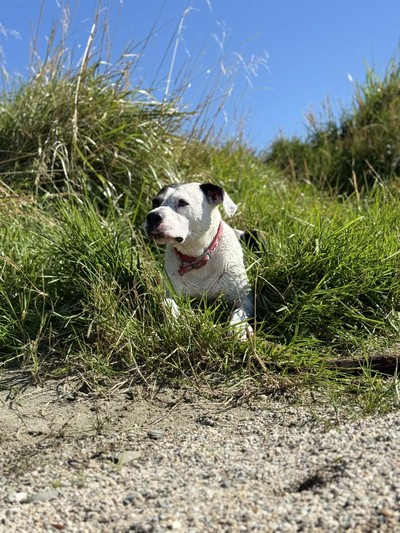 Haiden - American Bulldog