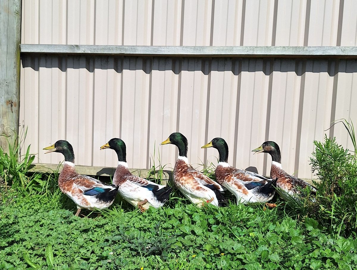 Gallery image: Jet and the Waterboys