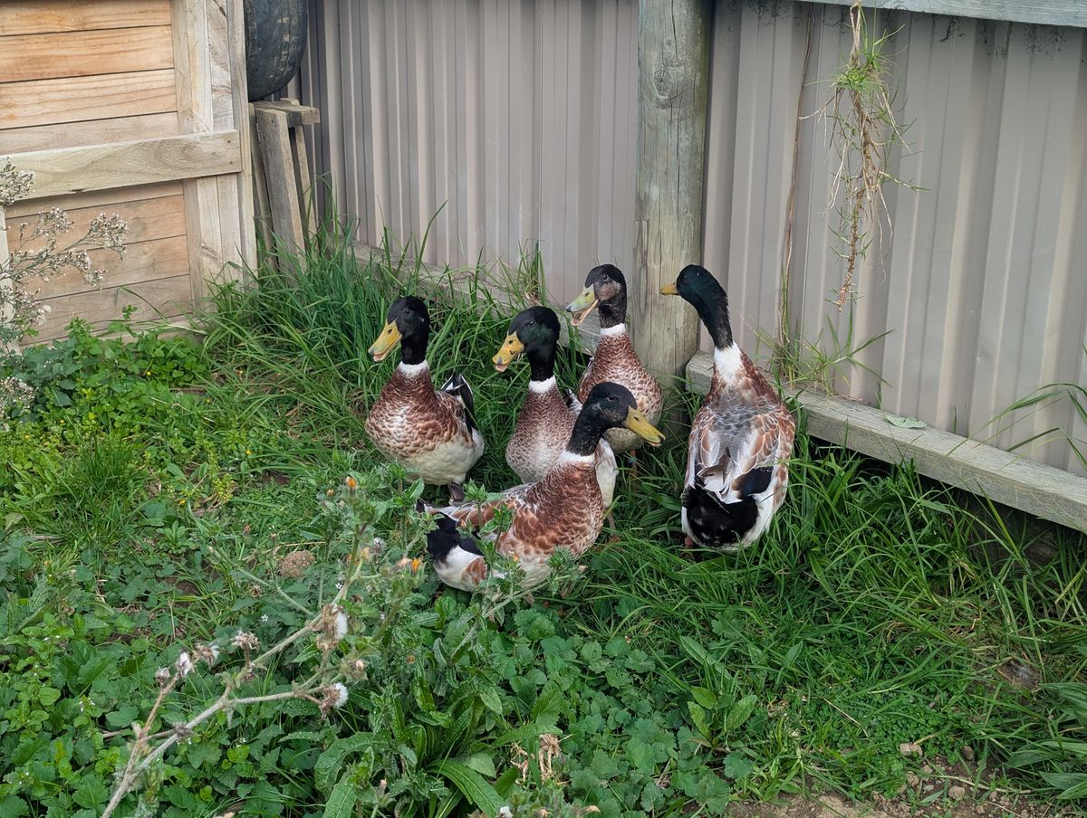 Gallery image: Jet and the Waterboys