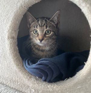 Gallery image: Missy