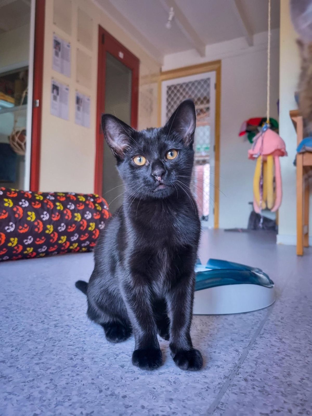 Gallery image: Harmony