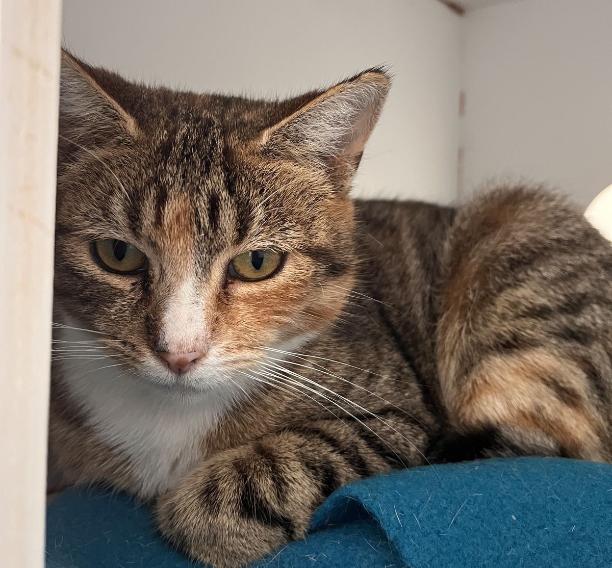 Gallery image: Chestnut