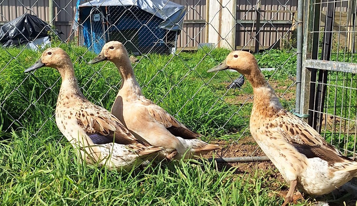 Gallery image: Coral, Misty and Ripple