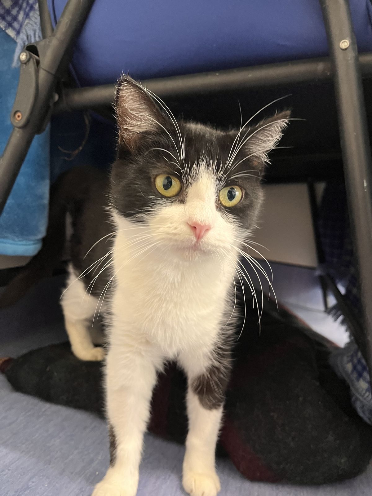 Gallery image: Pspspspsps