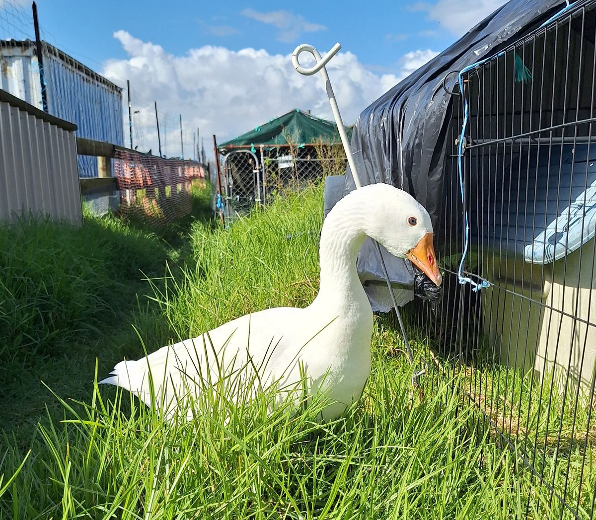 Gallery image: Juice