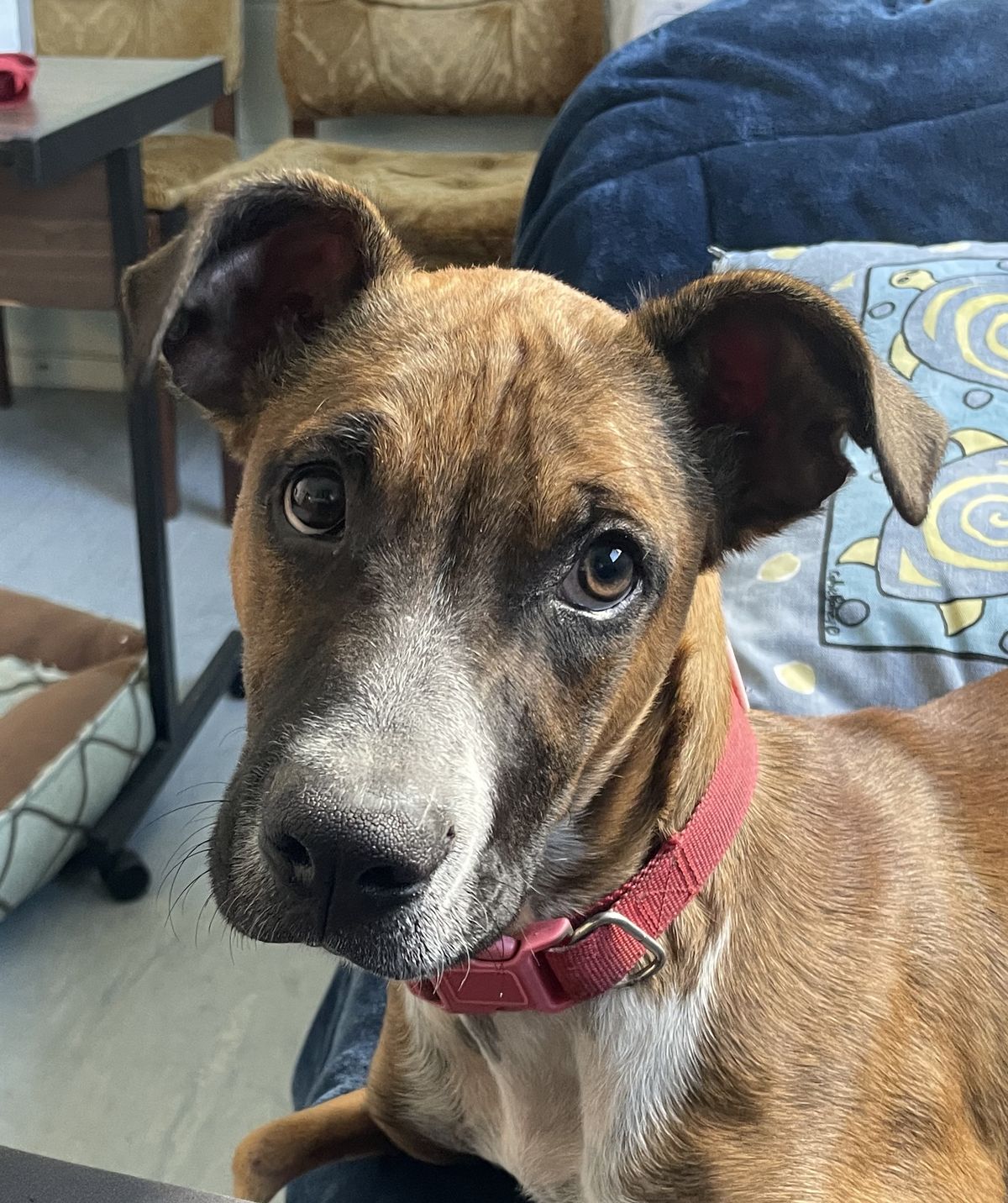 Gallery image: Peggy