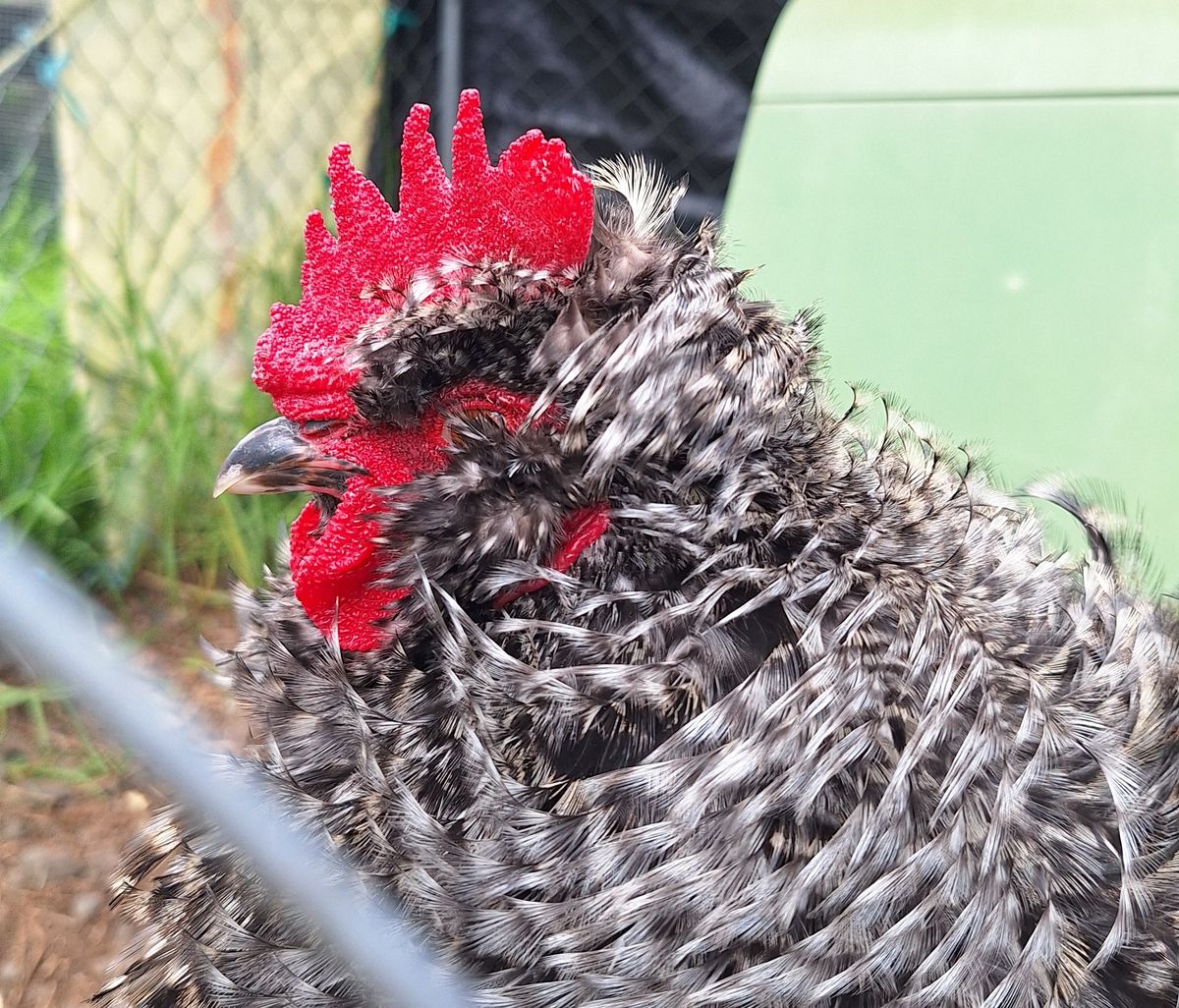 Gallery image: Al Peckino