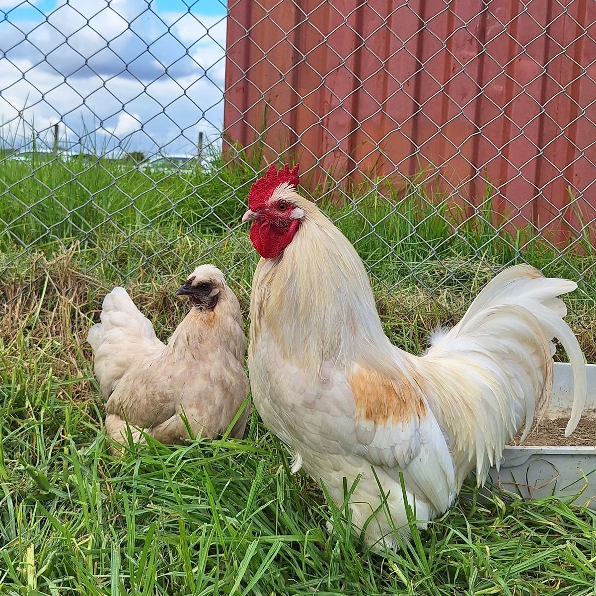 Gallery image: Ashley