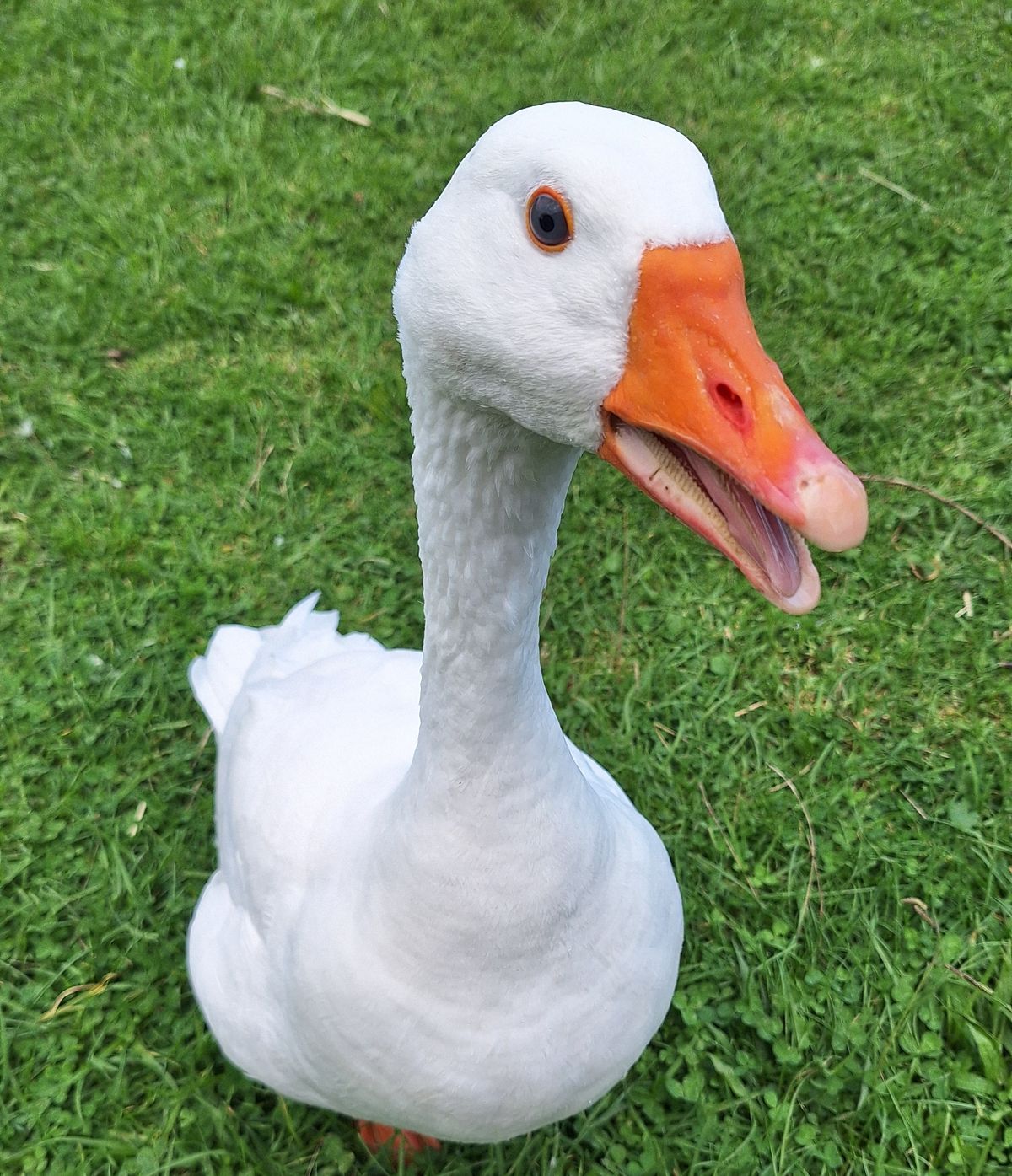 Gallery image: Juice