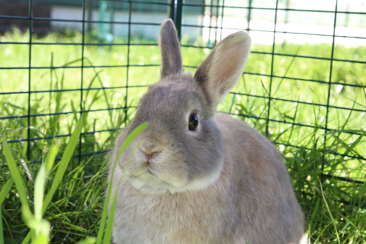 Gallery image: Ravioli 