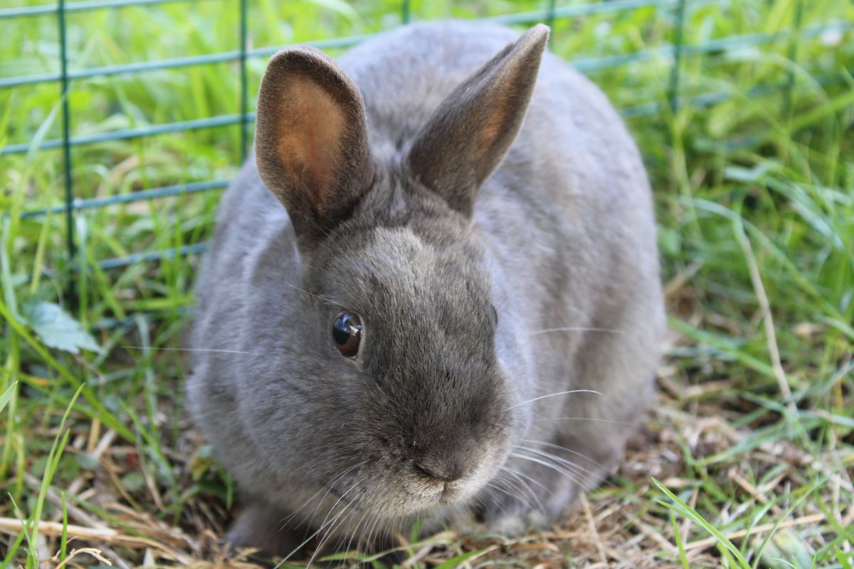 Gallery image: Gnocchi 