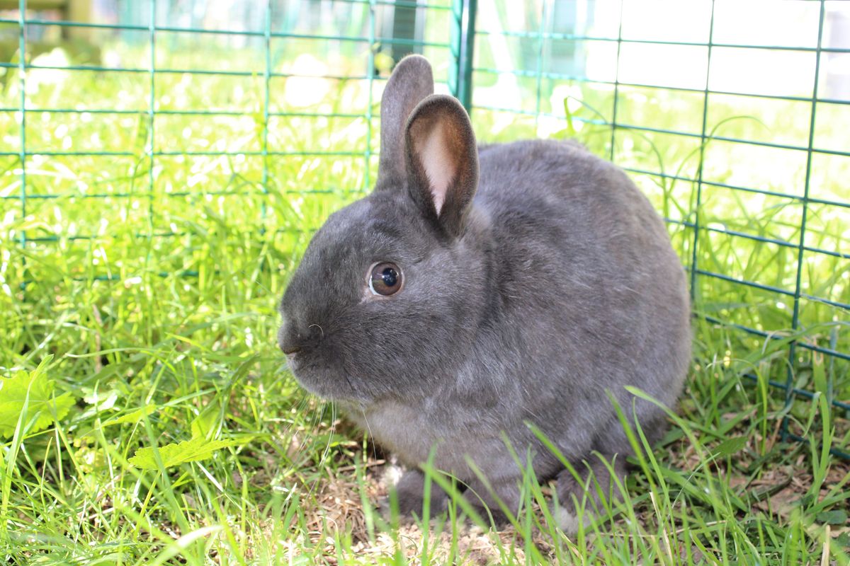 Gallery image: Gnocchi 