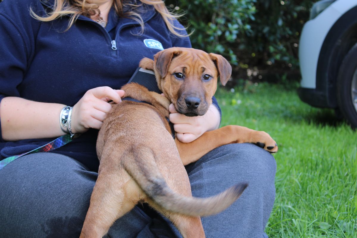 Gallery image: Tater