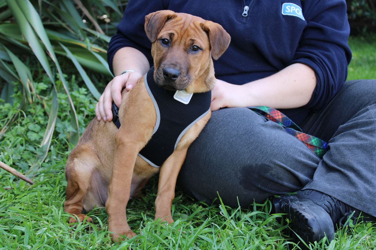 Gallery image: Tater