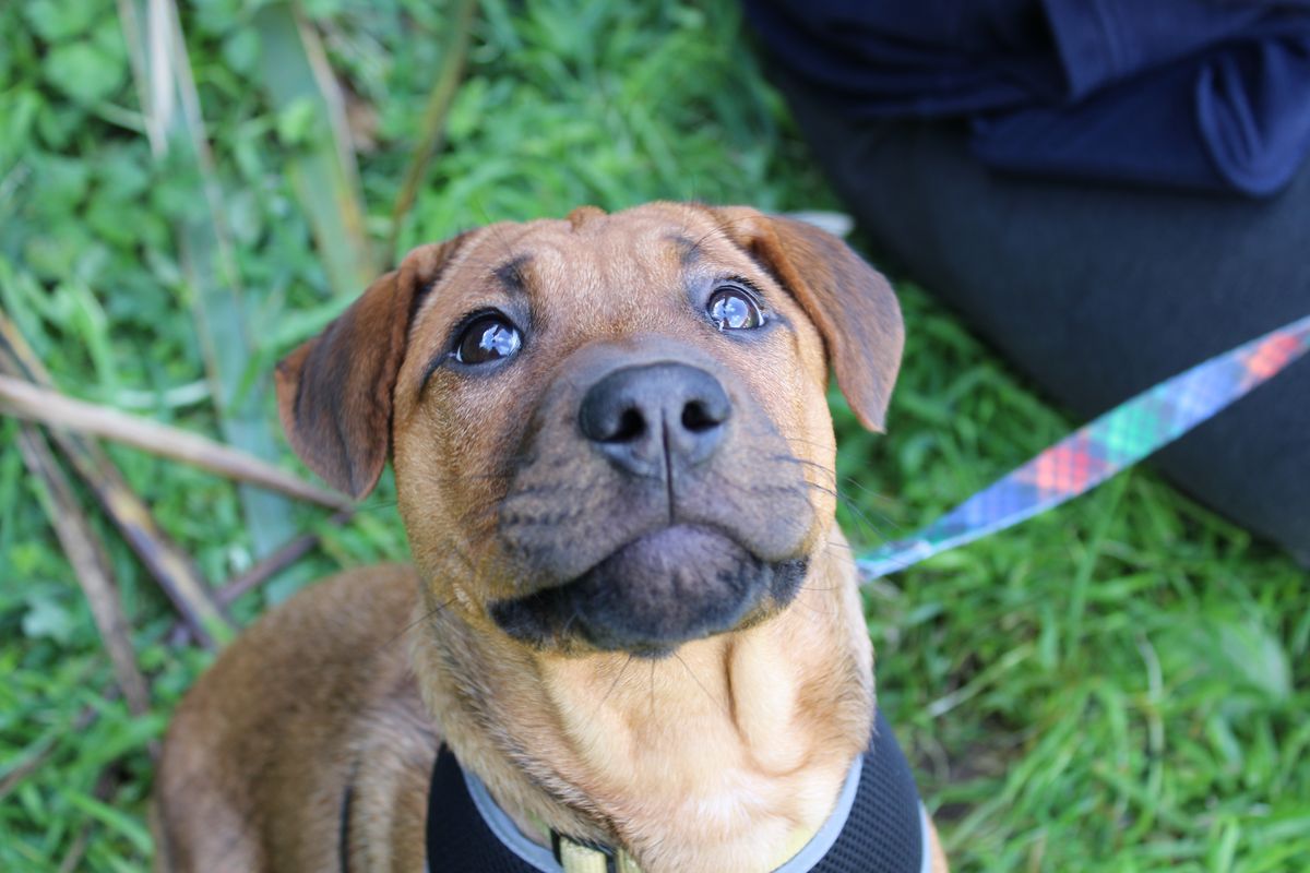 Gallery image: Tater