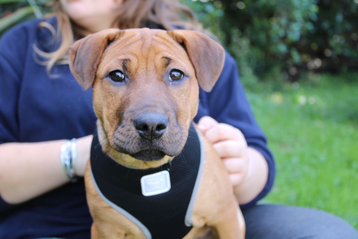 Gallery image: Tater