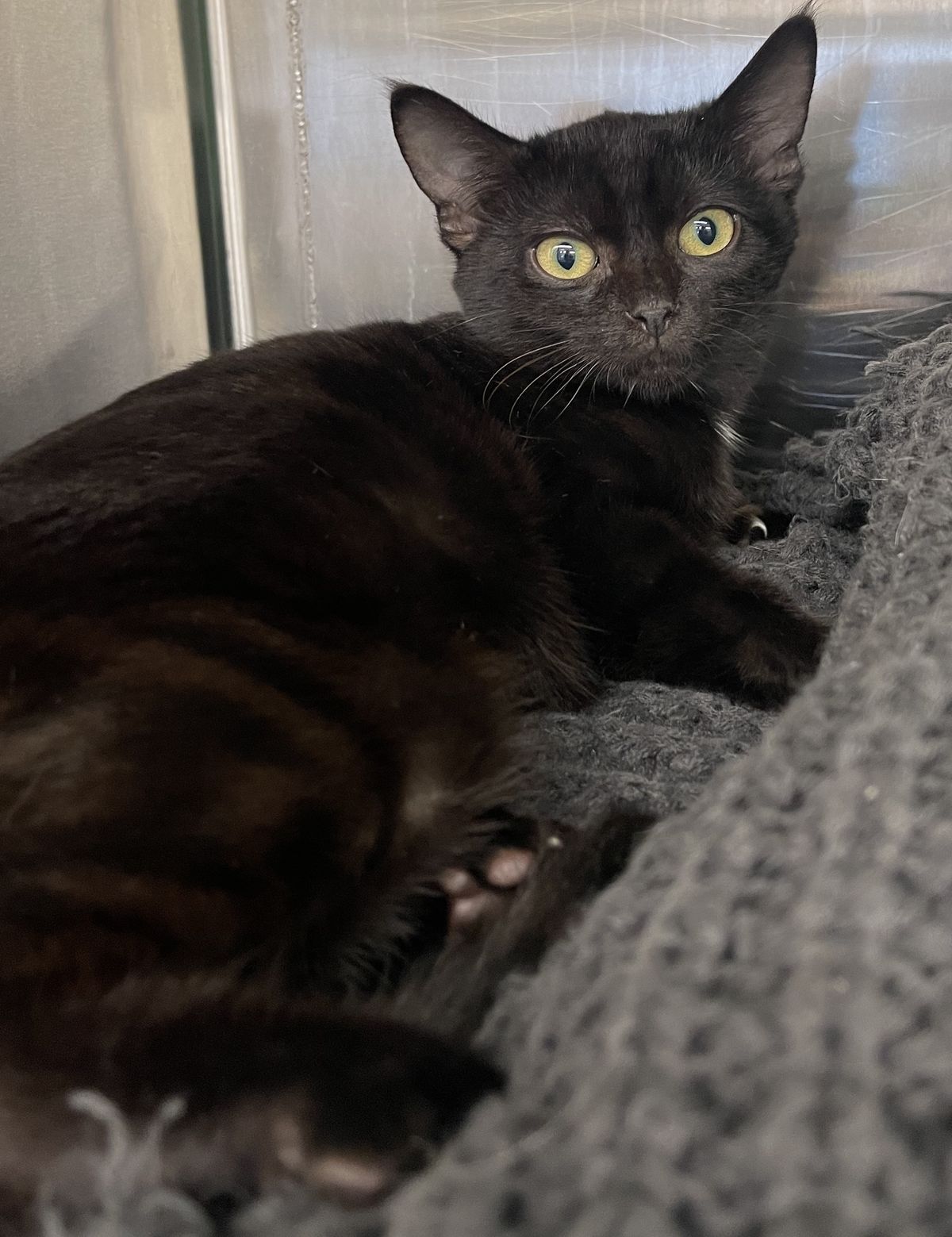 Gallery image: Kania