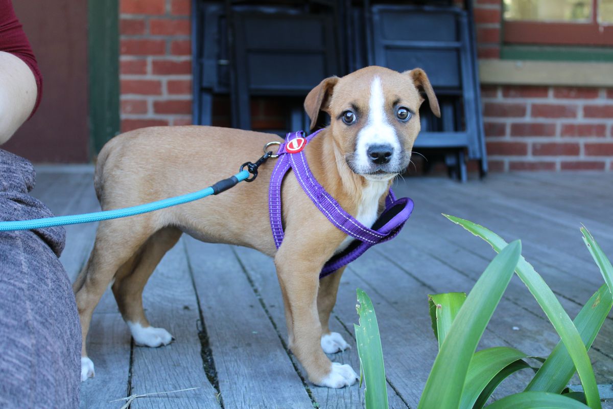 Gallery image: Minnow