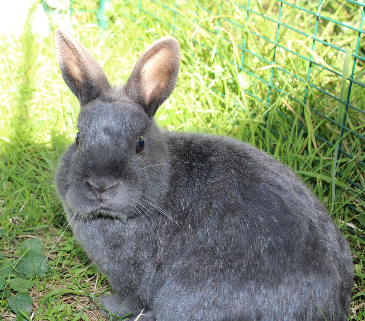 Gallery image: Gnocchi 
