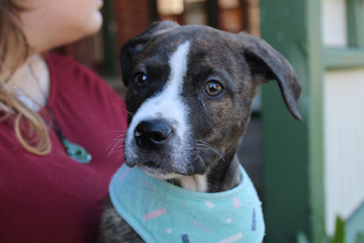 Gallery image: Sardine