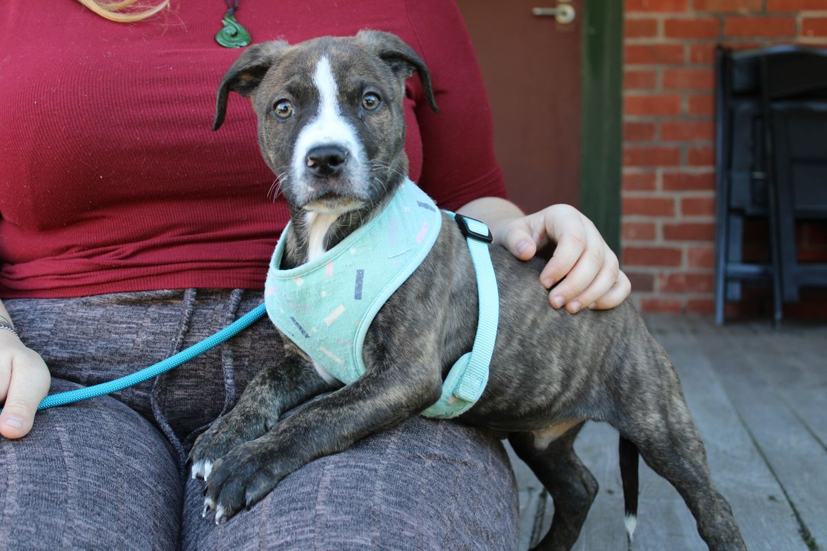 Gallery image: Sardine