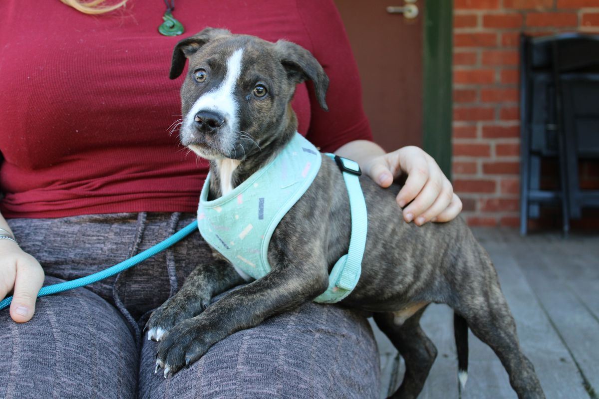 Gallery image: Sardine